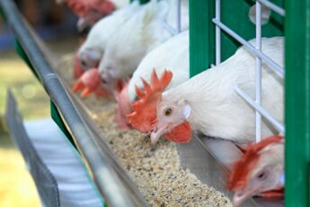 Brazil Expands Poultry Exports to Vietnam with New Market Openings