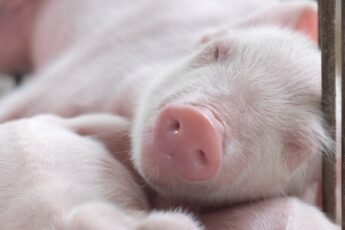 Philippines’ Frozen Pork Inventory Drops Post-Holiday Season