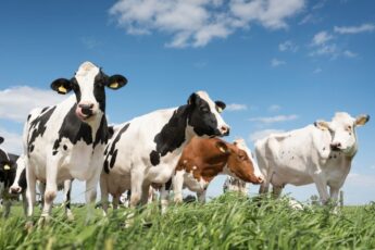 France Supports Feasibility Study for Philippine Dairy Project