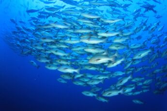 Philippine Government Shores Up Aquaculture Industry