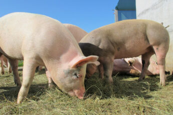 Vietnam and Australia Launch National Innovation Alliance for Pig Farming