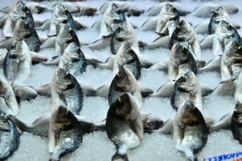 CPF Partners with Japanese Seafood Supplier to Meet Sushi Demand in Thailand
