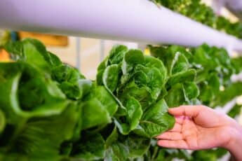 Singapore’s Agrifood Futures Partners with Agnition for New Zealand AgTech Accelerator