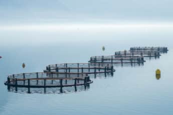 Singapore Food Agency Enhances Fish Farming Infrastructure in Southern Waters